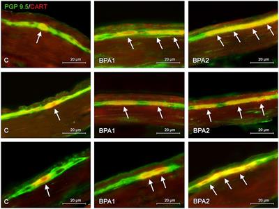 Influence of bisphenol A and its analog bisphenol S on cocaine- and amphetamine-regulated transcript peptide–positive enteric neurons in the mouse gastrointestinal tract